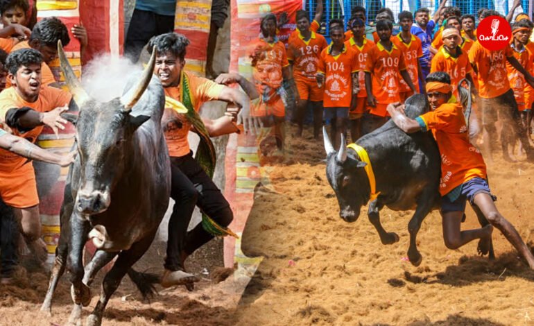 ஜல்லிக்கட்டு: தடைகளை தகர்த்தெறிந்து வரலாறு படைத்துக் கொண்டிருக்கும் தமிழர்களின் வரலாற்று மிக்க வீர விளையாட்டு.