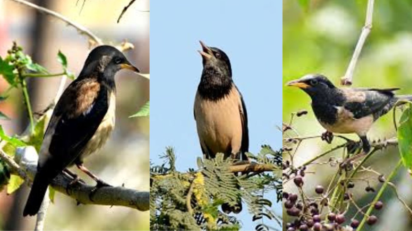 தூத்துக்குடி வானில் ‘ரோஸி ஸ்டார்லிங்’ பறவைகளின் கண்கவர் வான் நடனம்!