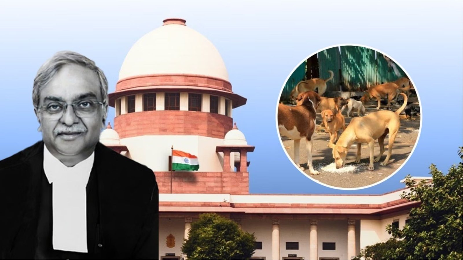 “நாய்களை நேசித்தால் வீட்டிற்கு அழைத்துச் செல்லுங்கள்!” – தெருநாய்கள் தொல்லை குறித்து உச்ச நீதிமன்ற நீதிபதி காட்டம்