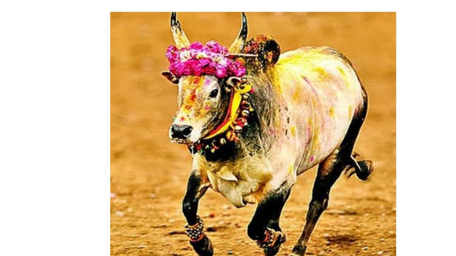 அவனியாபுரம் ஜல்லிக்கட்டு 2026: 22 காளைகளை அடக்கி ‘நாயகன்’ ஆனார் வலையங்குளம் பாலமுருகன்!