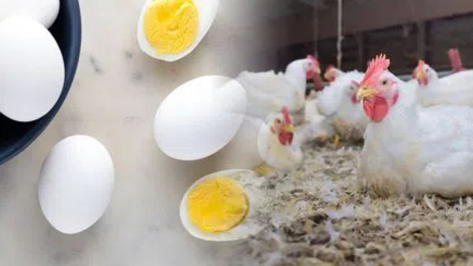 பறவைக் காய்ச்சல் அபாயம்: “ஆஃப் பாயில் (Half Boil) சாப்பிட வேண்டாம்” – தமிழக அரசு எச்சரிக்கை!