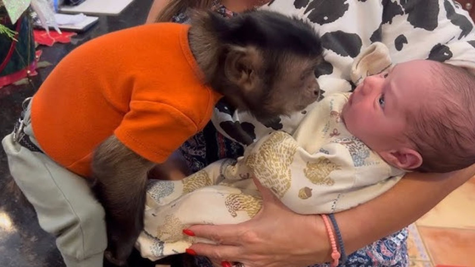 குல்லா வியாபாரி பாணியில் ஒரு ‘ரியல்’ த்ரில்லர்! குழந்தையைத் தூக்கிச் சென்ற குரங்கு: சாதுர்யமாக மீட்ட கிராமத்தினர்!