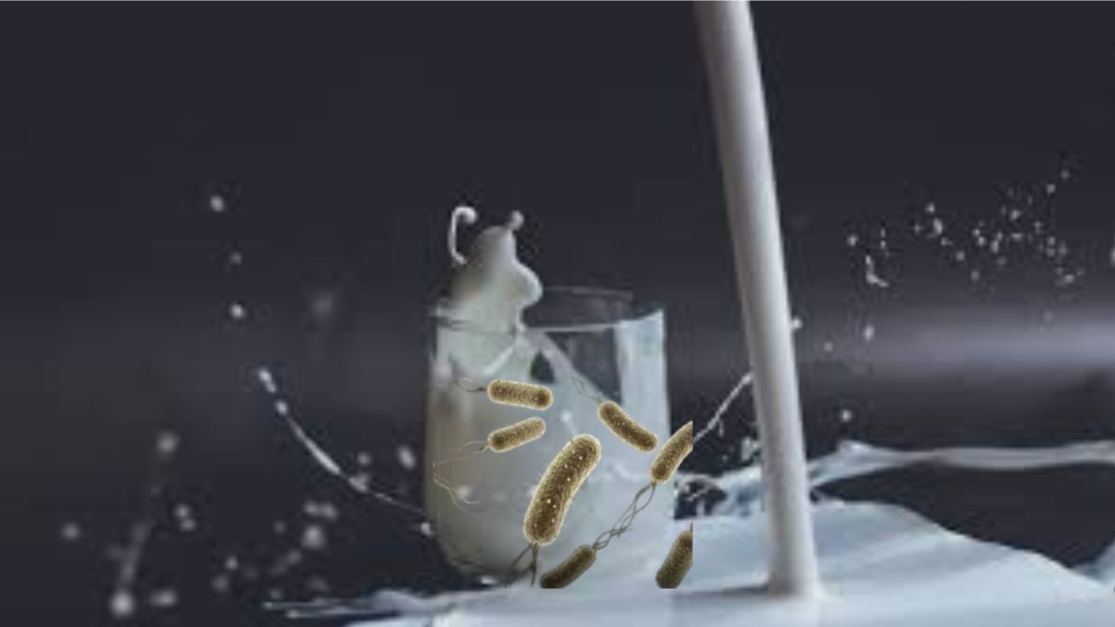 பால் பாக்கெட்டுகளில் ‘கோலிஃபார்ம்’ பாக்டீரியா? எச்சரிக்கும் நிபுணர்கள்! நீங்கள் வாங்கும் பால் பாதுகாப்பானதா?