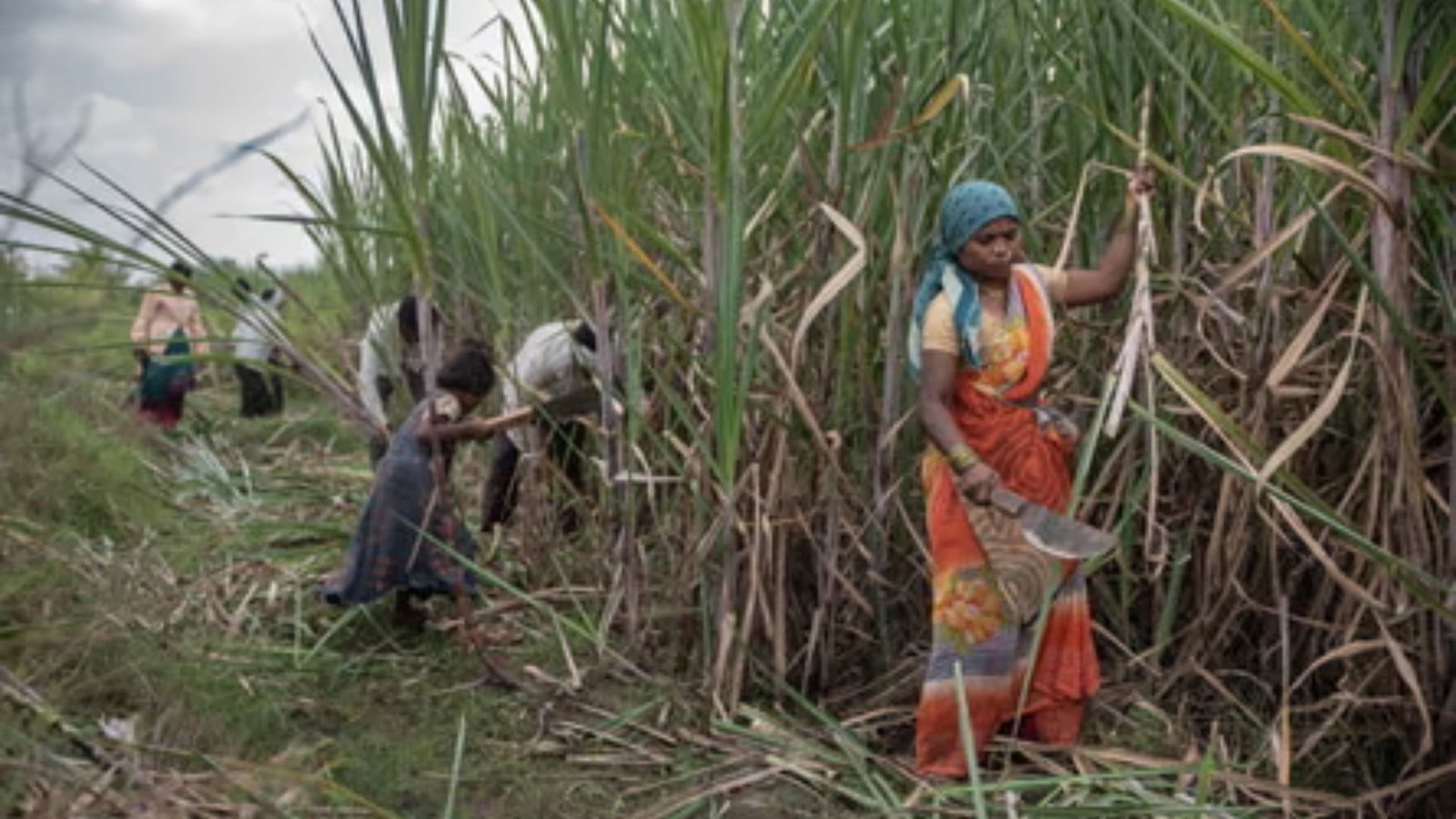 பசிக்காகப் பறிக்கப்படும் கருப்பைகள்: மகாராஷ்டிரா கரும்பு வயல்களில் அரங்கேறும் மனிதாபிமானமற்ற வன்முறை!