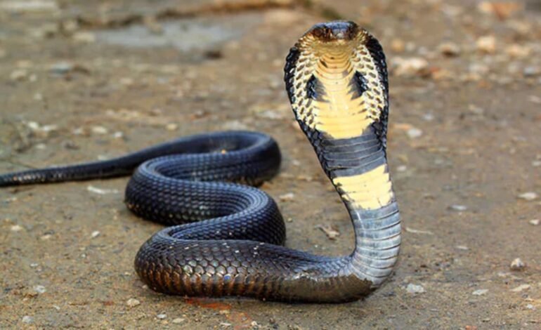 கேரளாவை உலுக்கும் பாம்புக்கடி பயம்: 3 நாட்களில் 54 பேருக்கு பாதிப்பு! – மக்களுக்குக் கடும் எச்சரிக்கை.