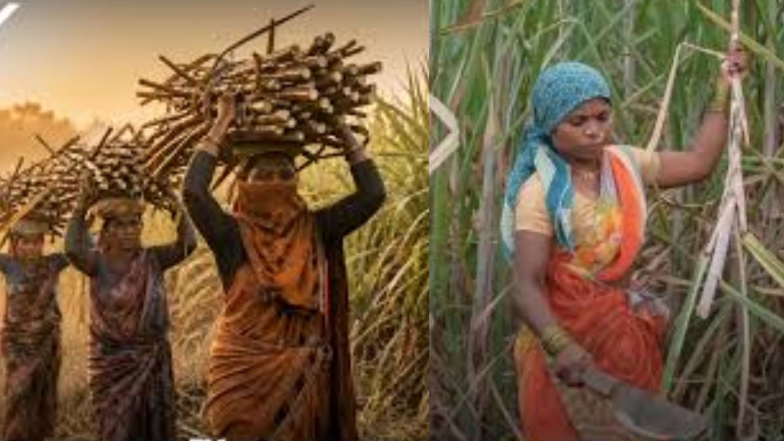 உழைப்பிற்காகக் கருப்பையைப் பலிகொடுக்கும் அவலம்! – மகாராஷ்டிராவின் சர்க்கரை ஆலைத் தொழிலாளர்களின் கண்ணீர் கதை.