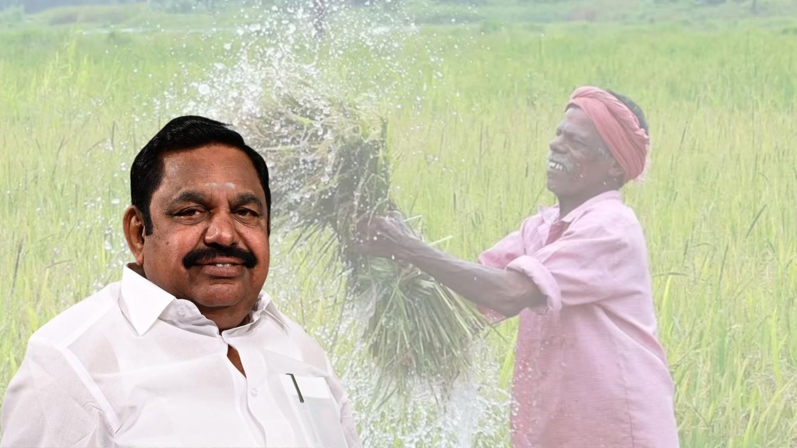 “கேள்வி கேட்பாரா? பம்முவாரா?” – எடப்பாடி பழனிசாமிக்கு திமுக IT Wing கடும் கண்டனம்! நெல் ஊக்கத்தொகை விவகாரத்தில் மோதல்.