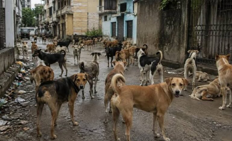 “தெரு நாய்களுக்கு உணவு அளிக்க வேண்டாம்!” – மக்கள் நல்வாழ்வுத்துறை அமைச்சர் அருண் ராஜ் வேண்டுகோள்!