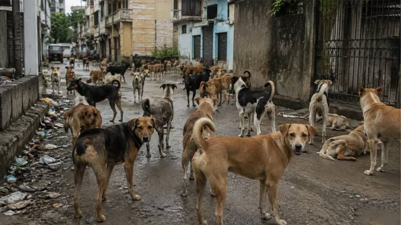 “தெரு நாய்களுக்கு உணவு அளிக்க வேண்டாம்!” – மக்கள் நல்வாழ்வுத்துறை அமைச்சர் அருண் ராஜ் வேண்டுகோள்!